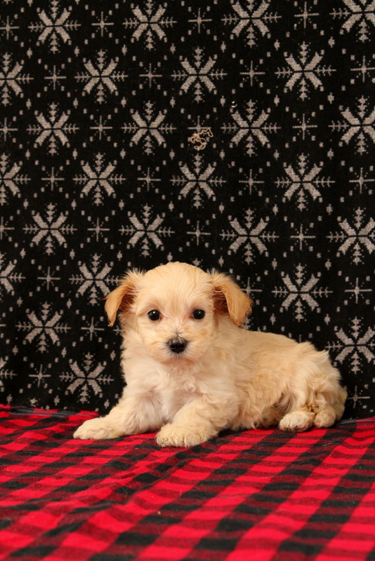 puppy, for, sale, Maltipoo, Matthew B. Stoltzfus, dog, breeder, Gap, PA, dog-breeder, puppy-for-sale, forsale, nearby, find, puppyfind, locator, puppylocator, aca